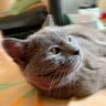 Hiroko Honjo profil fotoğrafı