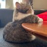 クワトロバジーナ's profile picture
