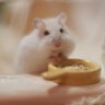 Profilbild von ハム🐹