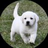 BowTiedVeterinarian's profile picture