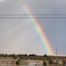 🌼🇵🇸 profil fotoğrafı