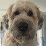wdz18's profile picture