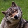 Фото профиля Ne Üzgün Türküm Diyene 🇲🇳🐺🇲🇳