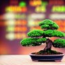 BörsenBonsai profil fotoğrafı