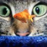 Nebyma's profile picture