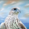DerFalke 的头像