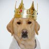 Jarl_SwagDog's profile picture