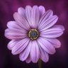 Aan's profile picture