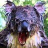 Dropbear profil fotoğrafı