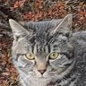 captain cat profil fotoğrafı