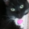 Elsie the Cat 的头像