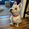 CharlietheWestie 的头像