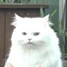 Profilbild von KrungSeok 😸💚