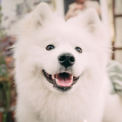 アムとVDKの日常's profile picture