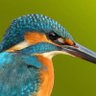 りっく profil fotoğrafı