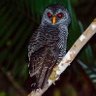 Cúrurumujo🦉😒 profil fotoğrafı
