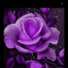 Фото профиля تماضر