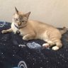 @Ccat1905 profil fotoğrafı