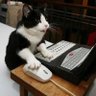 Kitty_Kat's profile picture