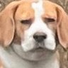Profilbild von 無言狗