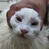 Дух кота's profile picture