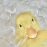 d_duck profil fotoğrafı
