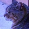 Profilbild von ネム猫