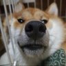 あたま's profile picture