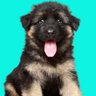 GSD Fen Club profil fotoğrafı