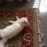 _ᥫ᭡_ profil fotoğrafı