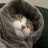 まるねこ's profile picture