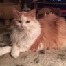 Profilbild von Ginger