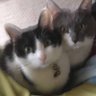 にゃんとまもん profil fotoğrafı