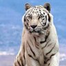 Фото профиля Thiago Taromaru