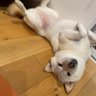めにょ profil fotoğrafı