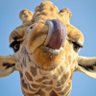 blacklispmatter's profile picture