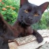 Giorgio El Gato's profile picture