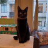 とがちん profil fotoğrafı