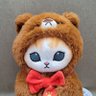 ネコパンチ🐱 profil fotoğrafı
