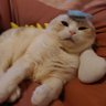madoka's profile picture