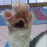はな😽 的头像