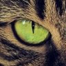 Ardex's profile picture