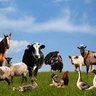 Goatboy 的头像