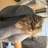 猫とベースおじさん 四季 的头像