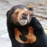 サヤネコ's profile picture