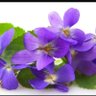 PurpleSaThi profil fotoğrafı