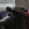 Pengwin's profile picture