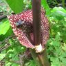 ヘヴィ芋 profil fotoğrafı