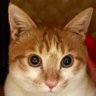 Фото профиля むぎ🐱