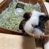 うさぎ's profile picture